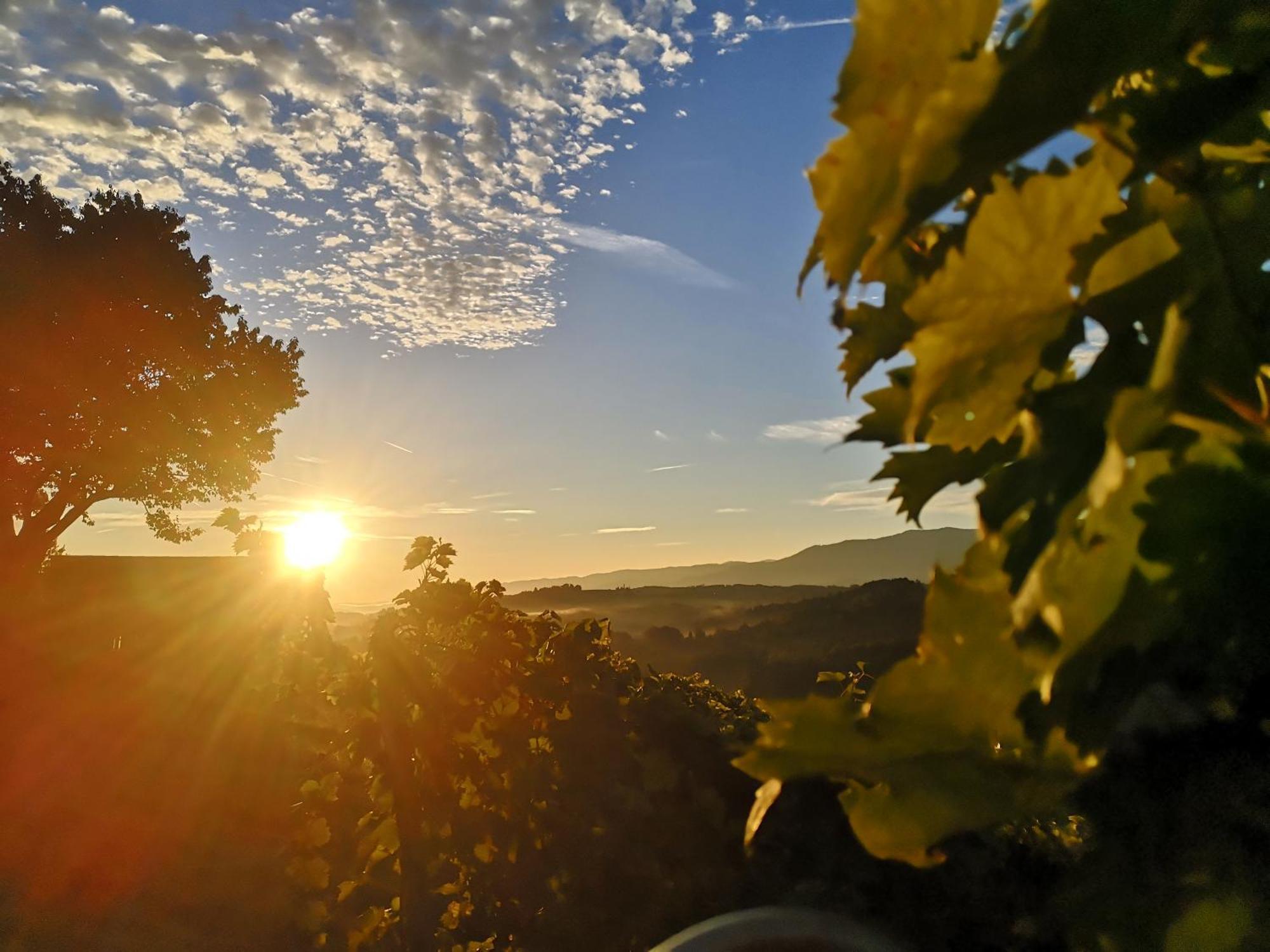 Вилла Peiserhof Ferien.Wein.Gut Suedsteiermark Wies Экстерьер фото